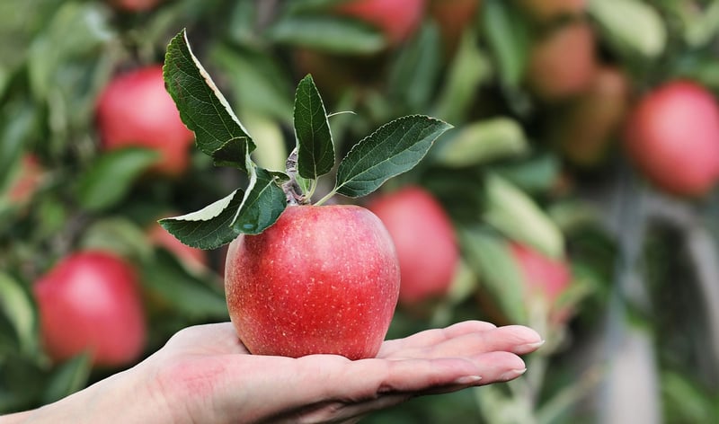 Fruit Trees Tips