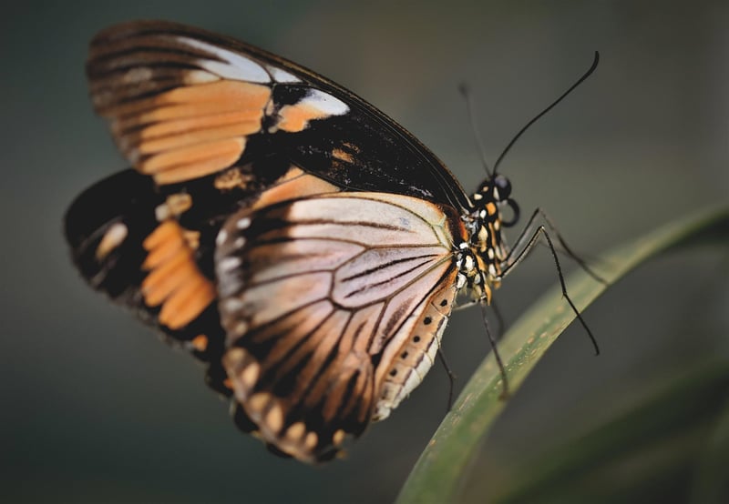 Butterfly Garden